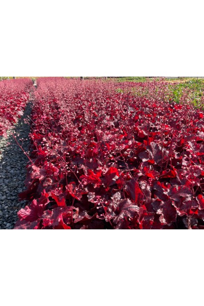 Гейхера гибридная Форевер Ред саженцы